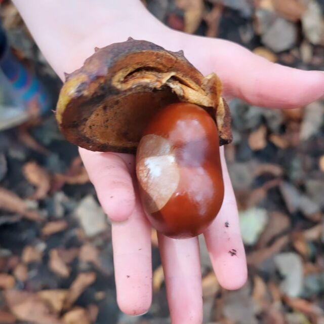 Despite the unseasonably warm weather, there were plenty of signs of autumn on our family walk over the weekend. Here's a few autumn treasures that we stumbled across (the walk took a total of 3 hours, mostly due to the 4-year-old insisting on collecting EVERY conker 🤦🏼‍♀️😂) 🍂🍁 #autumnfamilyfun #autumndays #autumntreasures